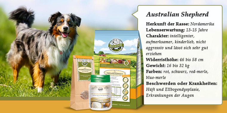 Australien Shepherd