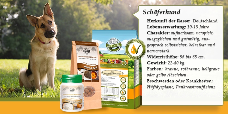 Deutscher Schäferhund