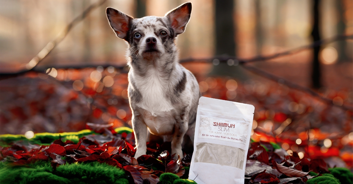 Shiimun Slim Pulver Shiimun Slim Pulver