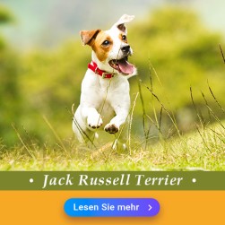 Jack Russell Terrier