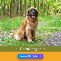 Leonberger