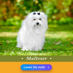 Malteser Hund
