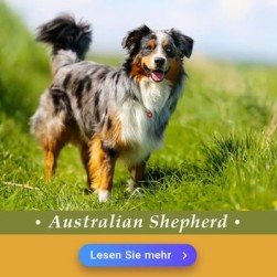 Australian Shepherd