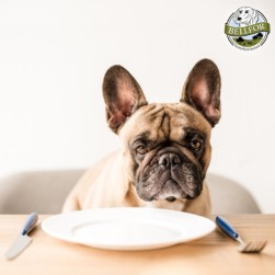 Barfen beim Hund für Anfänger: Fehler, Risiken und Tipps