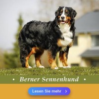 Berner Sennenhund