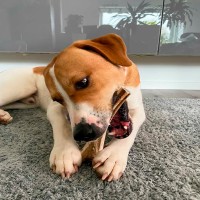 Apportieren: so bringen Sie es Ihrem Hund bei