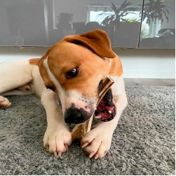 Apportieren: so bringen Sie es Ihrem Hund bei