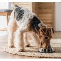 Dürfen Hunde Thunfisch essen? Ein Einblick in die Wissenschaft und den Alltag