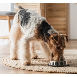 Dürfen Hunde Thunfisch essen? Ein Einblick in die Wissenschaft und den Alltag