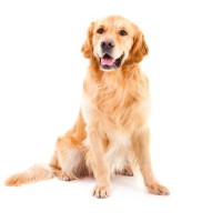 Ernährung älterer Hunde: Die wichtigsten Regeln und Tipps