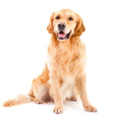 Ernährung älterer Hunde: Die wichtigsten Regeln und Tipps