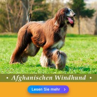 Afghanischer Windhund (Afghane): Hundefutter und Rasseportrait