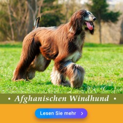 Afghanischer Windhund (Afghane): Hundefutter und Rasseportrait