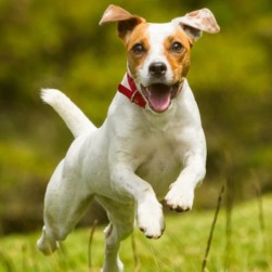 Alternative Mittel gegen Zecken und Flöhe beim Hund