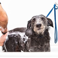 Was tun, wenn die Analdrüse beim Hund immer wieder verstopft? 