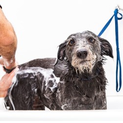 Was tun, wenn die Analdrüse beim Hund immer wieder verstopft? 