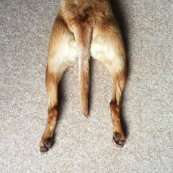 Analdrüsen beim Hund: Beschwerden behandeln und vorbeugen