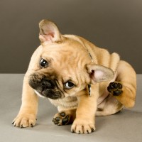 Babesiose beim Hund: Symptome und Behandlung von Hundemalaria