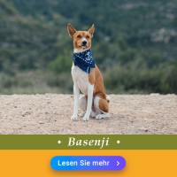 Basenji: Hundefutter und Rasseportrait