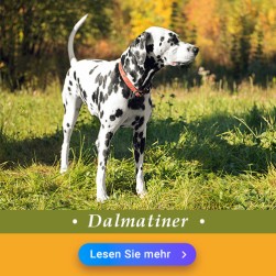 Dalmatiner: Hundefutter und Rasseportrait
