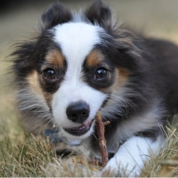 Kauwurzel für Hunde: Vorteile, Tipps und Alternativen