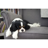 Welche Bedeutung hat die Schlafposition eines Hundes?