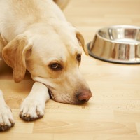 Exokrine Pankreasinsuffizienz beim Hund: Symptome und Therapie