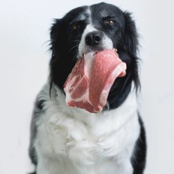 Fleisch für Hunde: Worauf ist zu achten?
