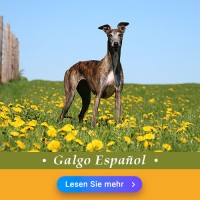 Galgo Español: Hundefutter und Rasseportrait