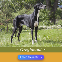 Greyhound: Hundefutter und Rasseportrait