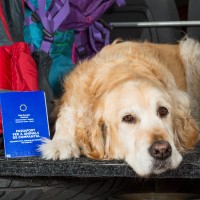 Hund anmelden: Worauf muss ich achten?