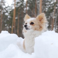 Hund frisst Schnee: Ist das schädlich?