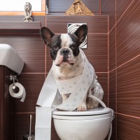 Hund hechelt viel: Ursachen und Tipps