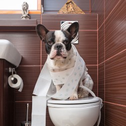 Hund hechelt viel: Ursachen und Tipps