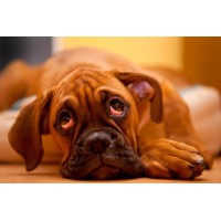 Sodbrennen beim Hund erkennen und natürlich behandeln