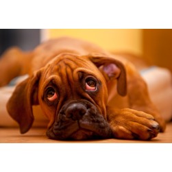 Sodbrennen beim Hund erkennen und natürlich behandeln