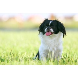 Darmverschluss beim Hund erkennen, behandeln und vorbeugen