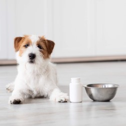 Spirulina für Hunde