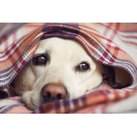 Hund zittert: Ursachen und Gegenmaßnahmen