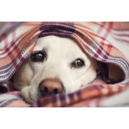 Hund zittert: Ursachen und Gegenmaßnahmen