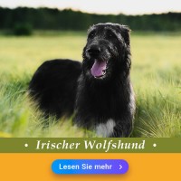 Irischer Wolfshund: Hundefutter und Rasseportrait