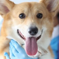 Leberprobleme beim Hund: Ursachen, Symptome und Tipps