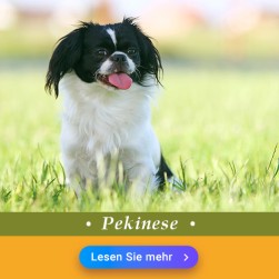 Pekinese: Hundefutter und Rasseportrait