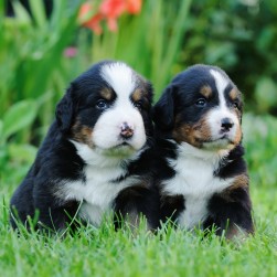 Pubertät beim Hund: Beginn, Anzeichen und Tipps