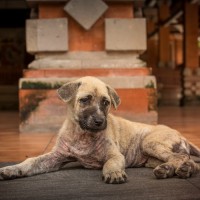 Ringwurm Pilz: Dermatophytosen bei Hund und Mensch