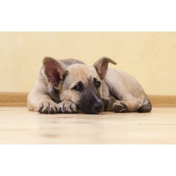 Schmerzmittel für Hunde