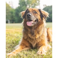 Tierschutz Hunde: Worauf müssen angehende Halter achten?