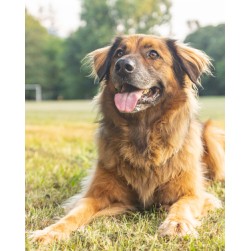 Tierschutz Hunde: Worauf müssen angehende Halter achten?