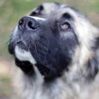 Trockene Nase beim Hund: Was muss ich tun?