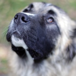 Trockene Nase beim Hund: Was muss ich tun?